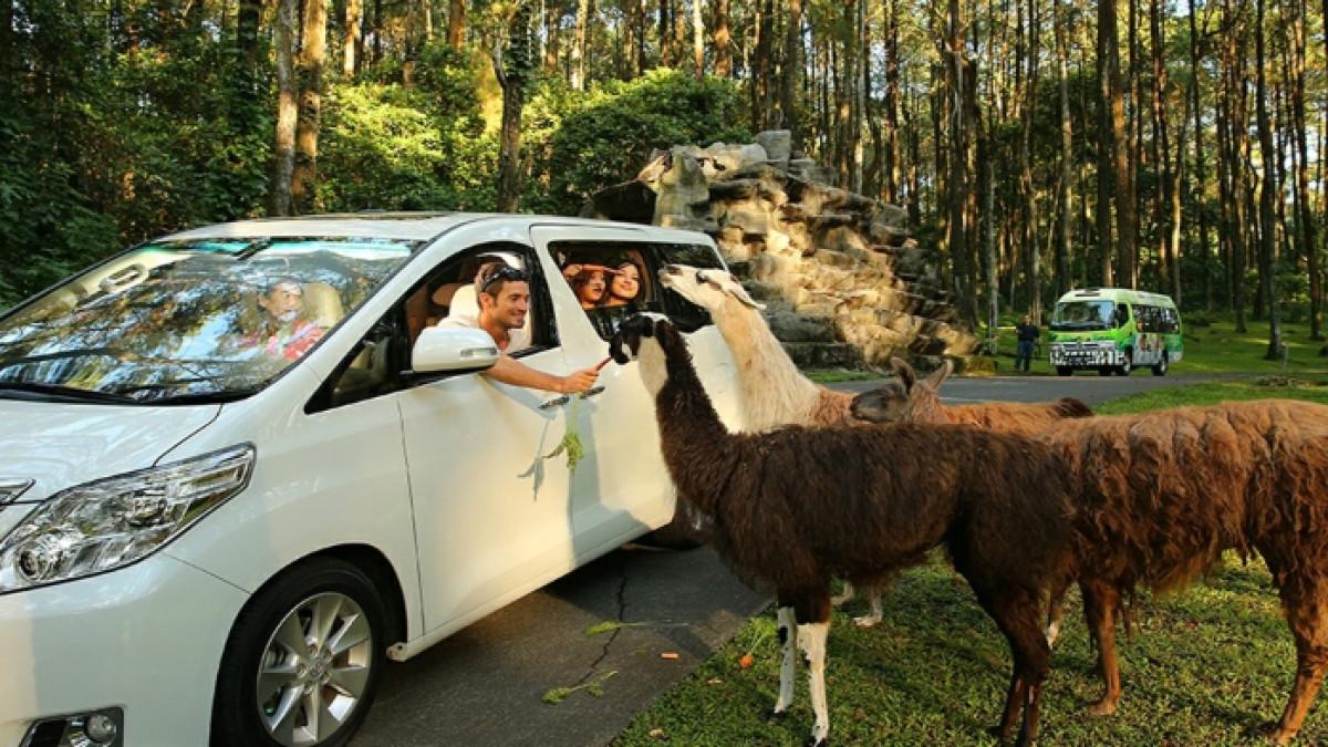 Pengunjung memberi makan satwa di Taman Safari Prigen Pasuruan, Jawa Timur.