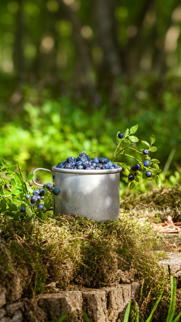 Manfaat Budidaya Blueberry