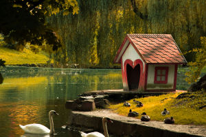 What Color Are Swans?