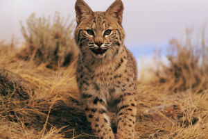 Secrets of the Bobcat