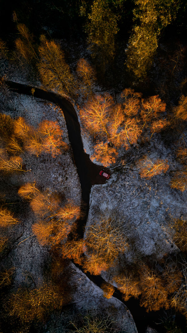 Autumn Forest Photography