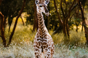 Protecting the Gentle Giants