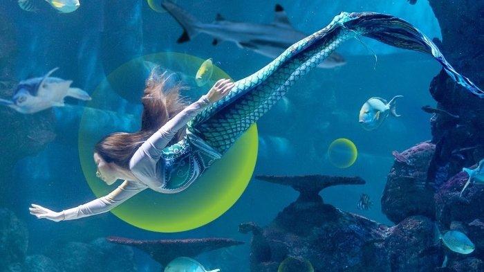 Pertunjukan Show Pearl Of The South Sea dan bertemu mermaid di Jakarta Aquarium Kecamatan Grogol Petamburan, Jakarta Barat, DKI Jakarta.