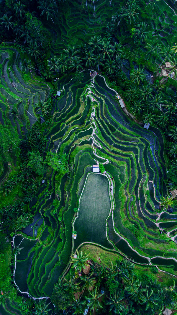 Tegallalang Rice Terrace