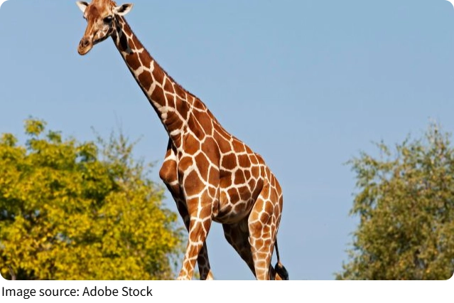 Sociedade das Girafas