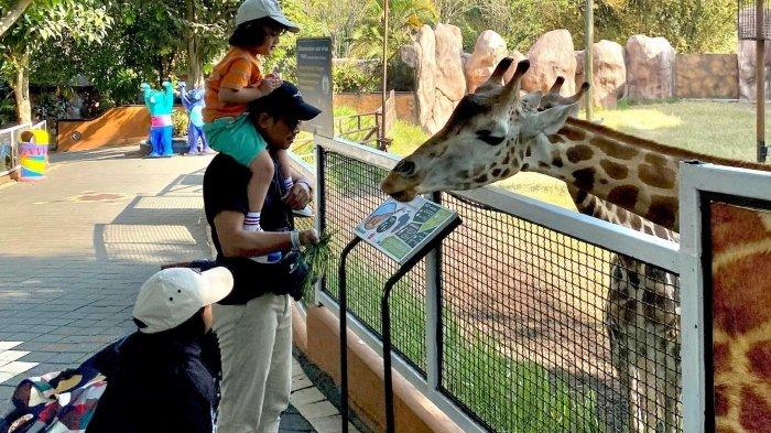 Wisatawan berinteraksi memberi makan jerapah di Jatim Park 2 Kota Batu, Jawa Timur.