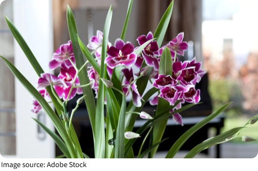 Orchideenpflege