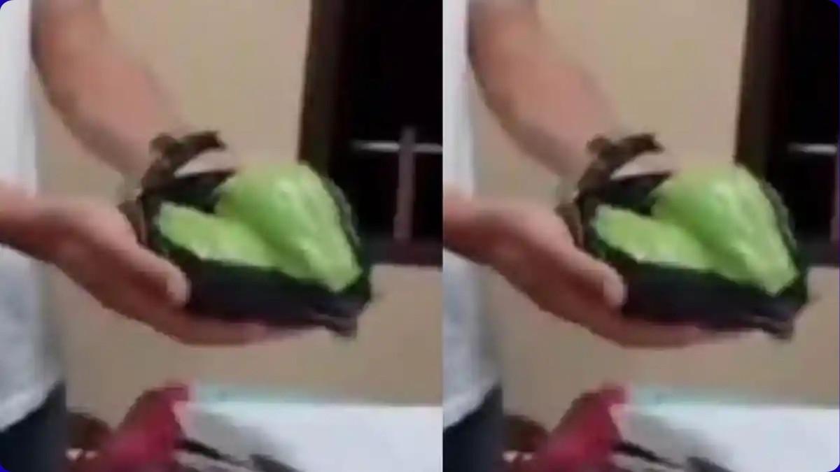 PENCURI LABU SIAM - Labu siam yang dicuri warga Kabupaten Cianjur hingga dianiaya oleh tetangganya sendiri hingga tewas pada Sabtu (28/2/2026). Fakta pilu tentang keluarganya kini terungkap.