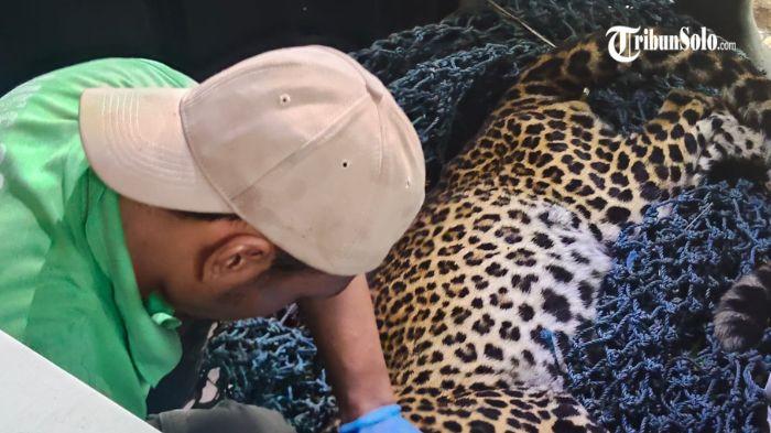 EVAKUASI - Proses evakuasi Macan Tutul di Desa Sepanjang, Kecamatan Tawangmangu, Kabupaten Karanganyar, Selasa (3/3/2026). Temuan jejak kaki berbeda ukuran memunculkan dugaan adanya lebih dari satu ekor macan tutul yang turun ke kawasan tersebut.