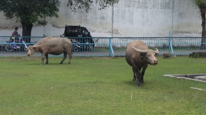 Dua ekor kerbau Kiai Slamet di Alun-Alun Kidul Keraton Kasunanan Surakarta, difoto Senin (9/10/2017).