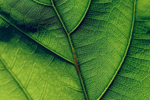 Inside Green Leaf Cells