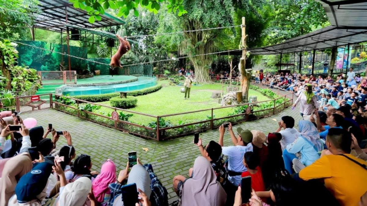 Pengunjung melihat atraksi orang utan di Gembira Loka Zoo Jogja.
