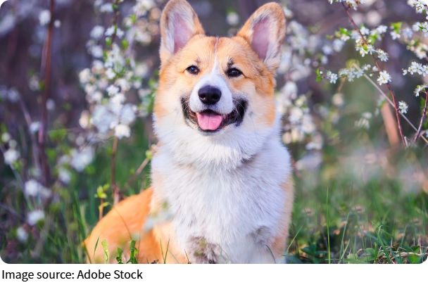 Corgi Büyüsü