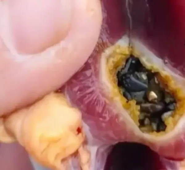 Pria Ini Temukan Emas Rp 43 Juta di Dalam Perut Bebek Pria Ini Temukan Emas Rp 43 Juta di Dalam Perut Bebek