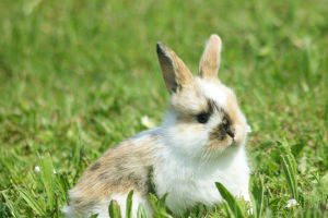 Rabbit Mouth Mystery