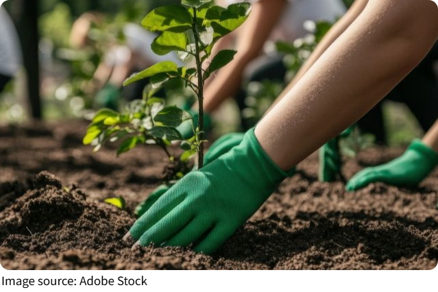 Growing Balloon Flowers