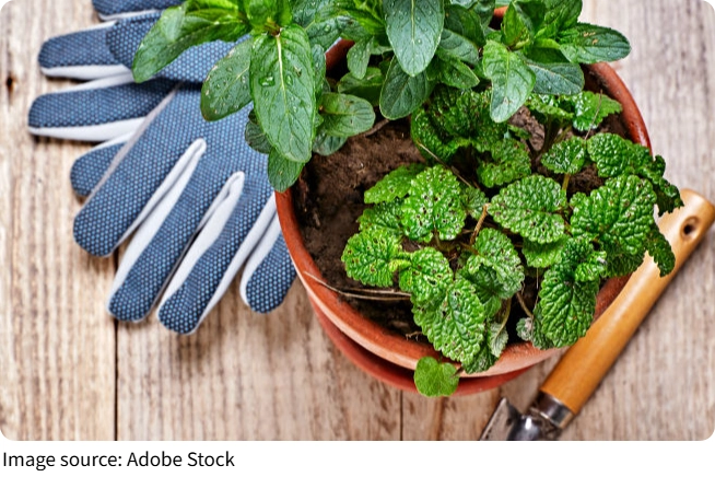 Góc làm vườn gọn, đẹp