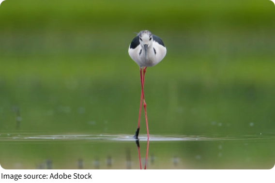 Black-Winged Stilts