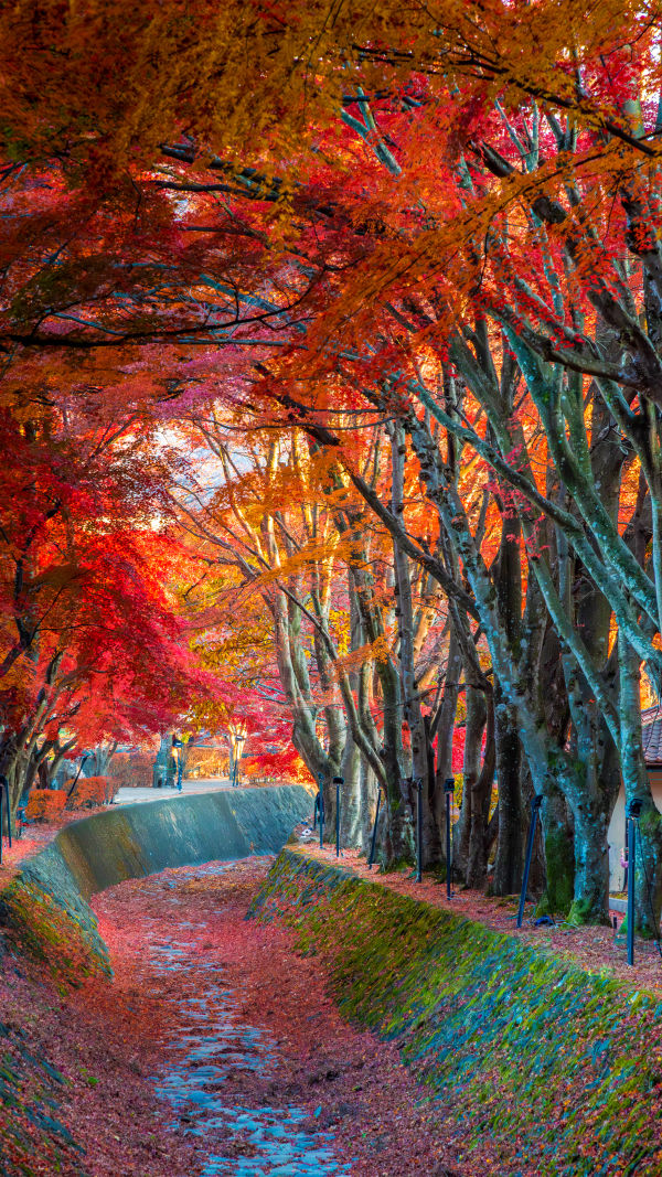 Majestic Mount Fuji