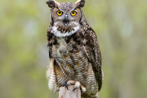 Eyes Made for Darkness