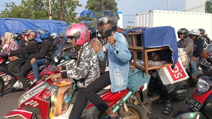 MUDIK Unik burung ikut mudik