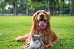 Pets and Daily Happiness