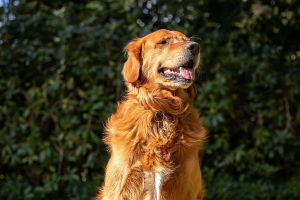 Smartest Dogs Explained