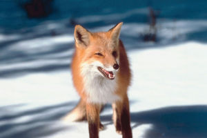 Red Fox Communication