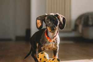 Dogs Mirror You to Bond