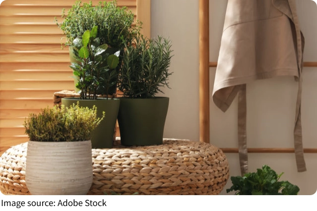 Vườn gia vị ngay trong bếp