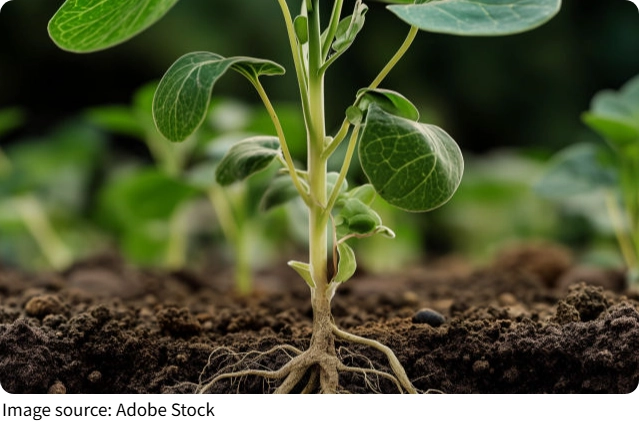 Toprağın Gizli Gücü