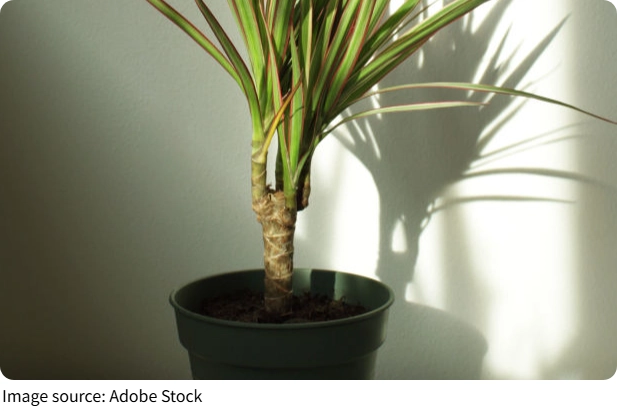 Dracaena Pflege