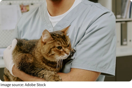 Proteção Animal