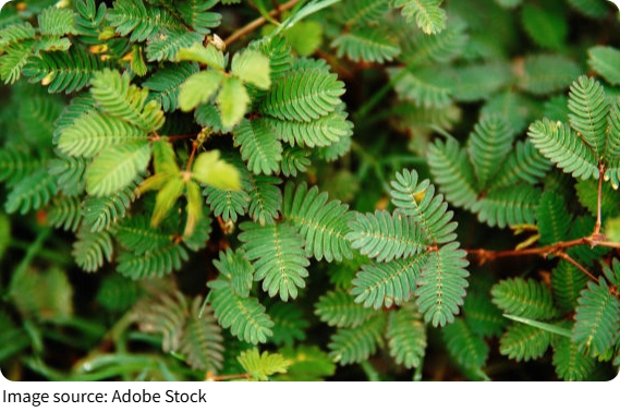 Avoid Keeping Mimosa Inside