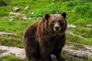 The Science of Hibernation