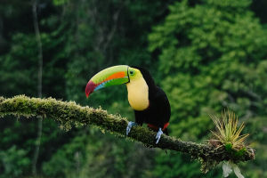 Keel-billed Toucan Calls
