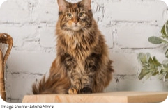 How Cats Communicate