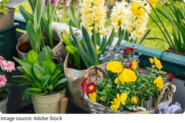 Plantas que curam a mente