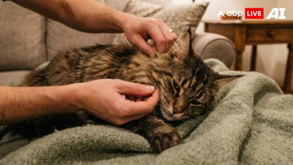 (Image Source: ABPLIVE AI)