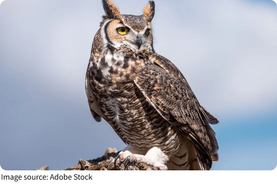 Great Horned Owl Facts
