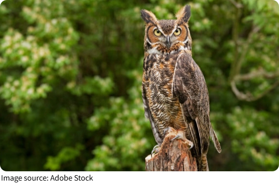 Great Horned Owl Facts