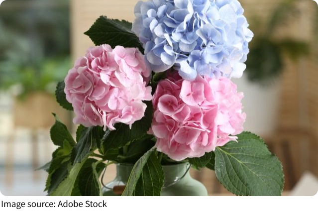 Гармония цвета и форм