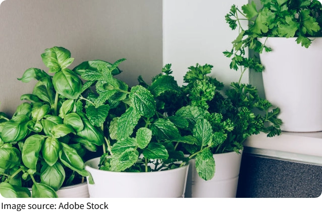 Grow Herbs Indoors
