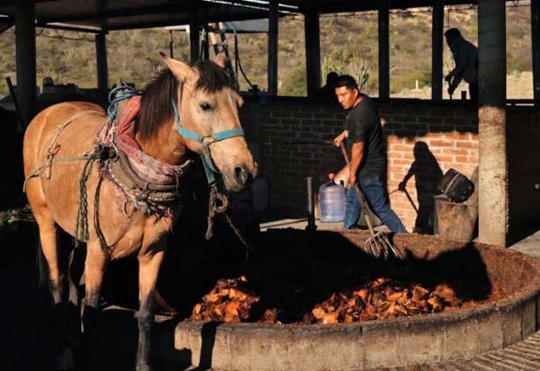 คาซัคสถาน “กินเนื้อม้า” - คนงานในโรงกลั่นกำลังเคลื่อนย้ายม้าที่ทำลายต้นอากาเวในเมือง Soledad Salinas รัฐโออาซากา เม็กซิโก วันพุธที่ 21 มกราคม 2026