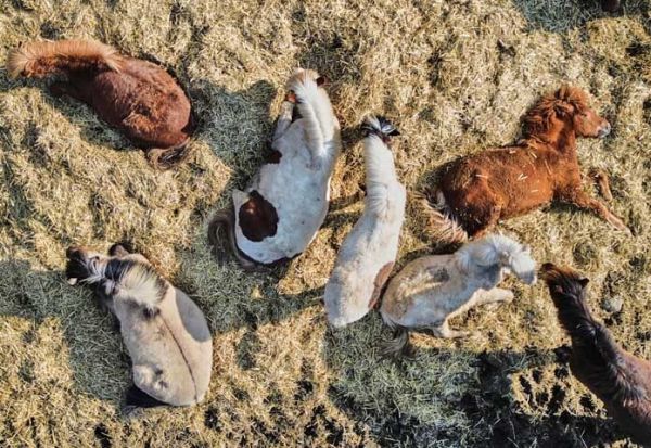 คาซัคสถาน “กินเนื้อม้า” - ม้าไอซ์แลนด์นอนอาบแดดอย่างสบายใจในเมืองเวห์ไฮม์ ใกล้เมืองแฟรงก์เฟิร์ต ประเทศเยอรมนี เมื่อวันพฤหัสบดีที่ 19 มีนาคม 2026