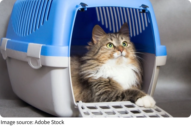 Evcil Dostlar İçin Ev