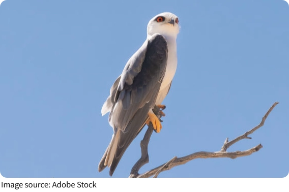 Black-Winged Stilts