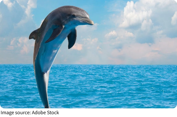 Un géant marin protégé