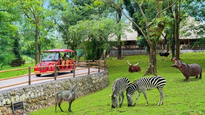 Ilustrasi wisatawan liburan ke Solo Safari di Kecamatan Jebres, Kota Solo, Jawa Tengah.