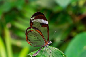 Transparent Wing Wonder